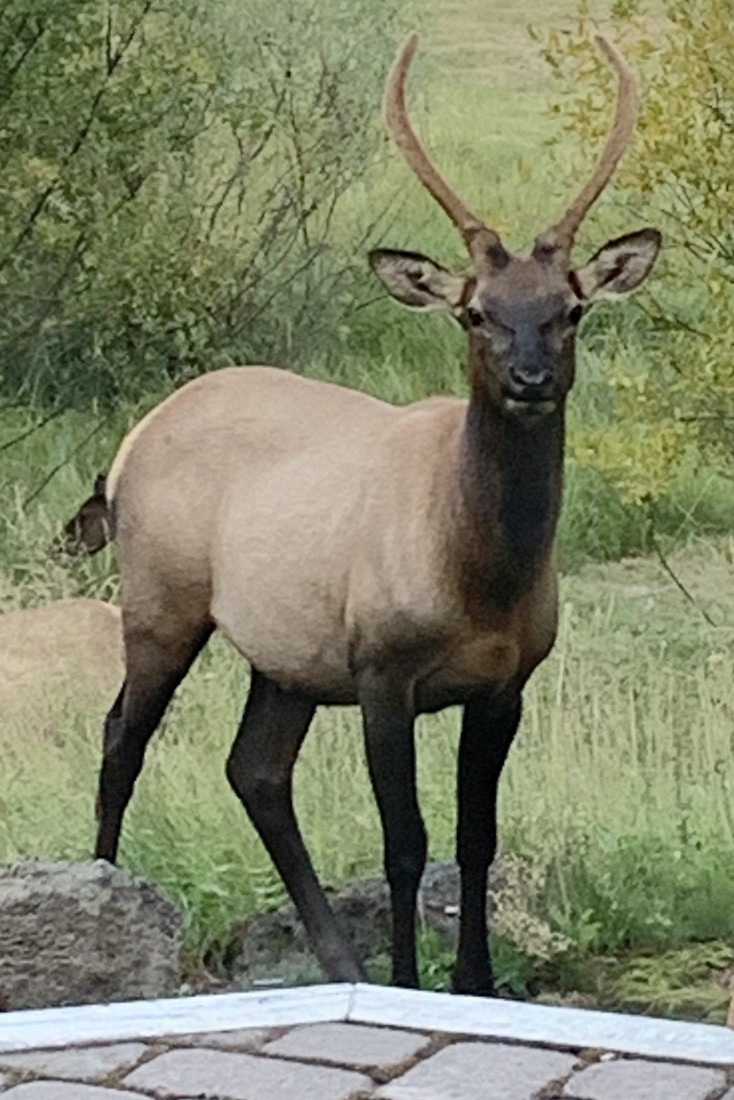 Elk off porch facing camera